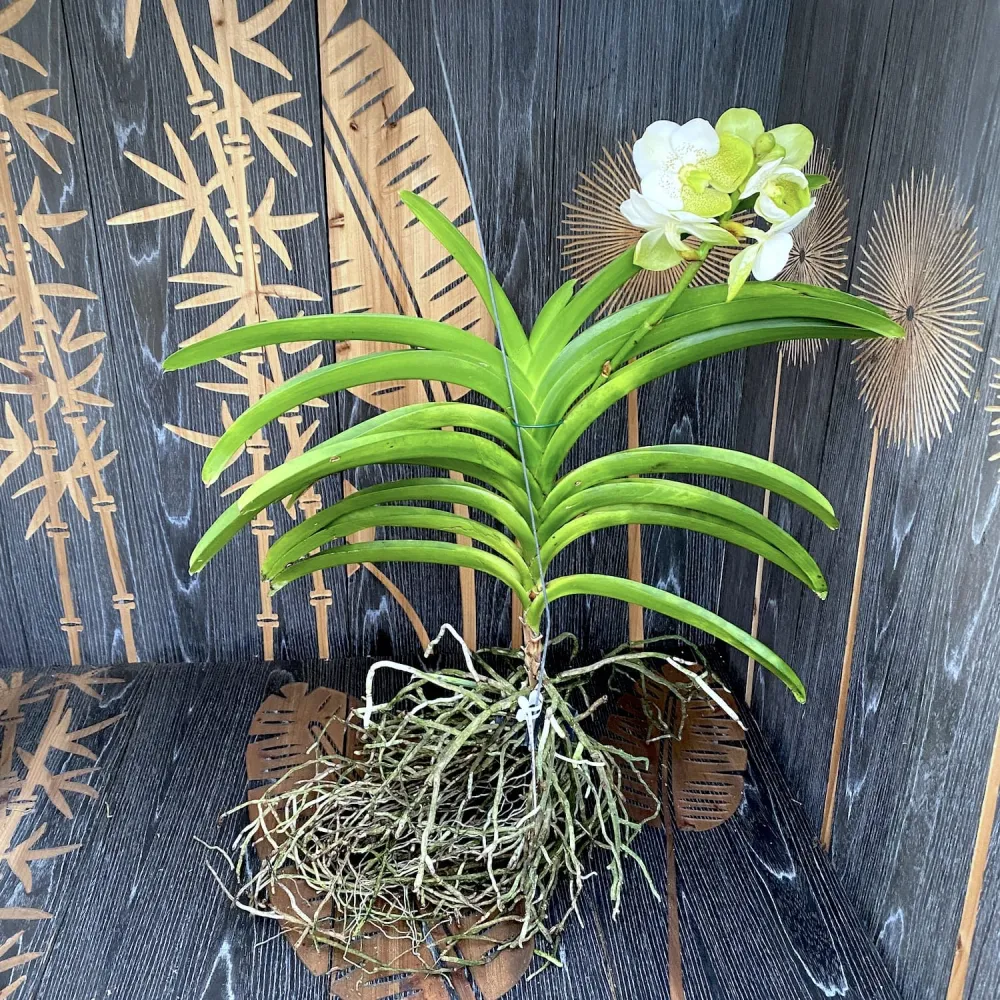 Vanda Divana White Lemon