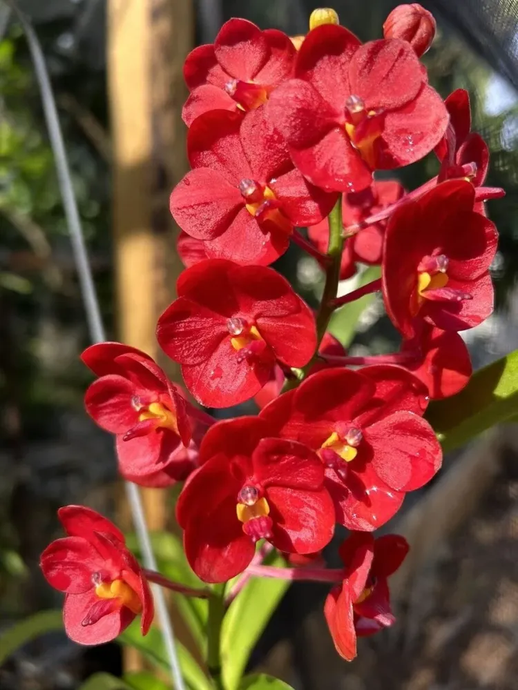 Vanda Jane Edgley (Vanda Haad Song-Khla x Vanda Red Devil)