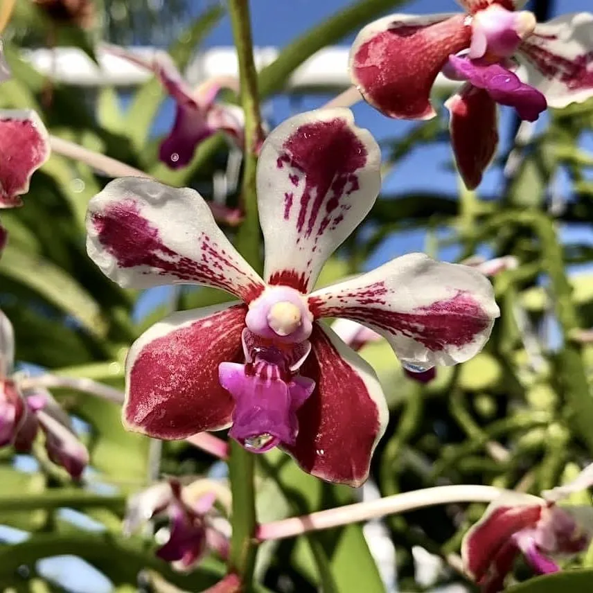 Vanda Loke (Vanda lamellata × Vanda luzonica) parfumata