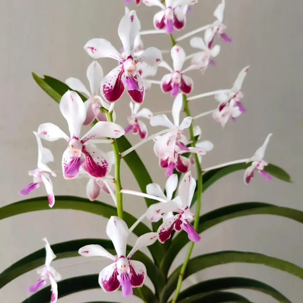 Vanda Loke (Vanda lamellata × Vanda luzonica) parfumata