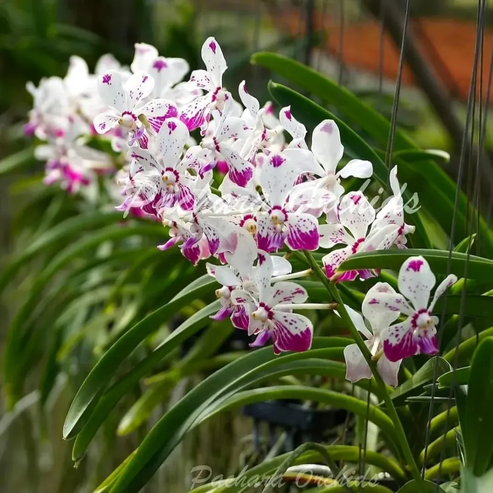 Vanda Loke (Vanda lamellata × Vanda luzonica) parfumata