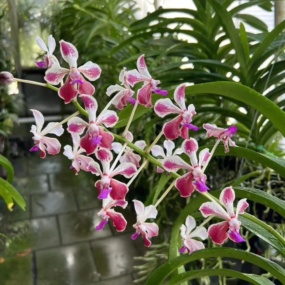 Vanda Loke (Vanda lamellata × Vanda luzonica) parfumata