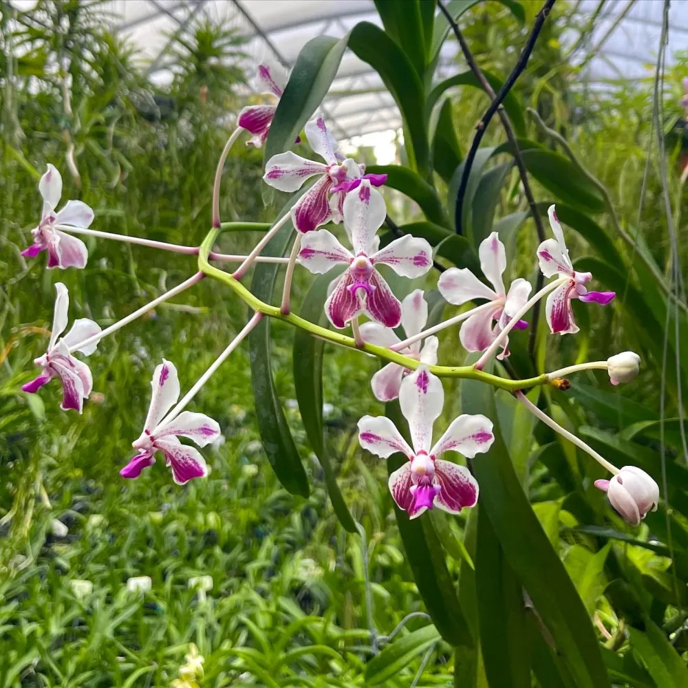 Vanda Loke (Vanda lamellata × Vanda luzonica) parfumata