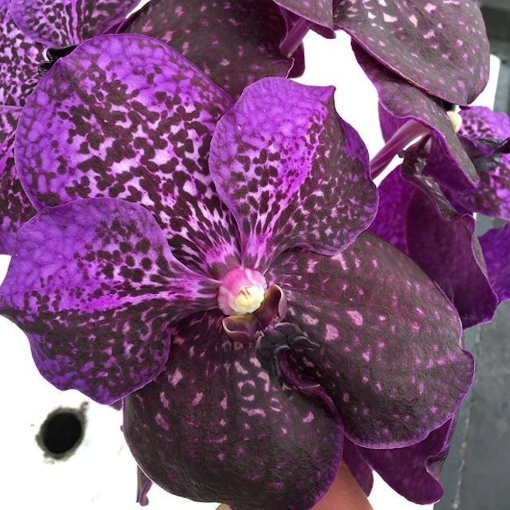 Vanda Nitaya Byzantium (Ansu)