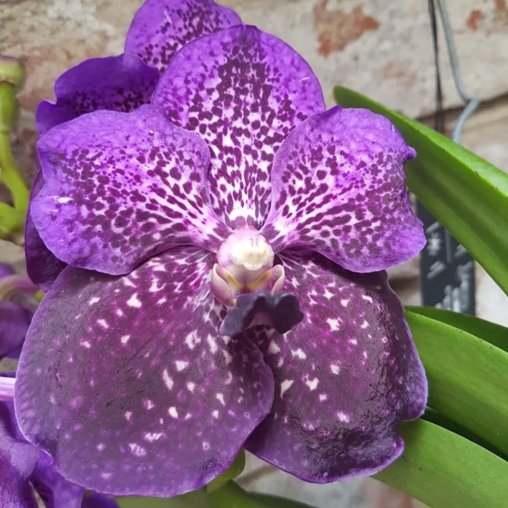 Vanda Nitaya Byzantium (Ansu)