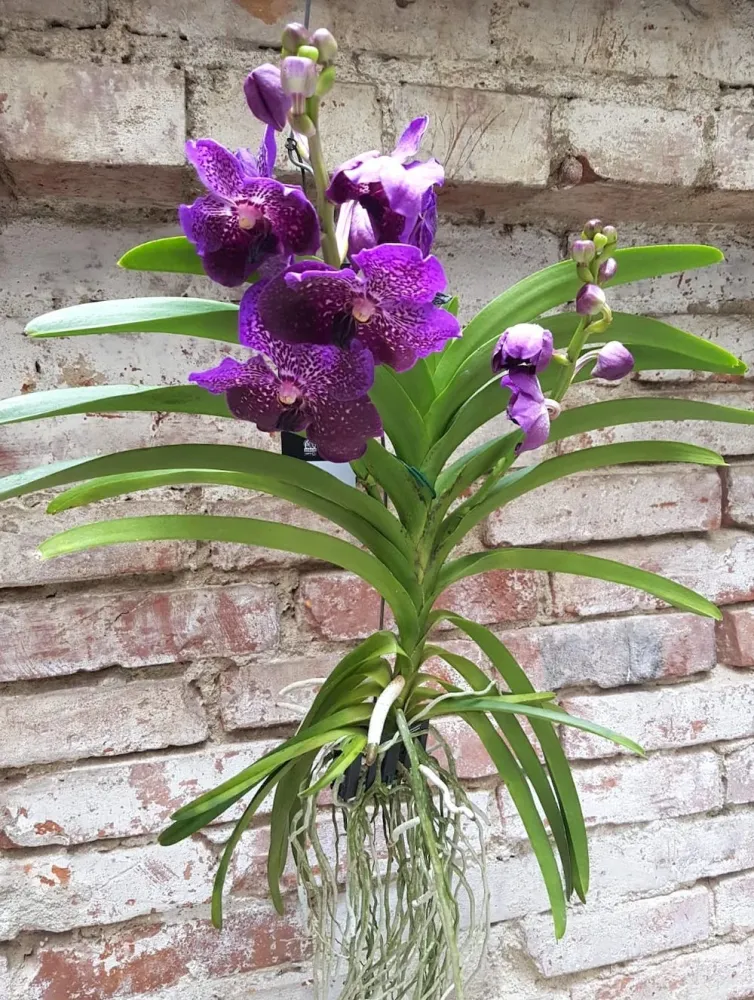 Vanda Nitaya Byzantium (Ansu)
