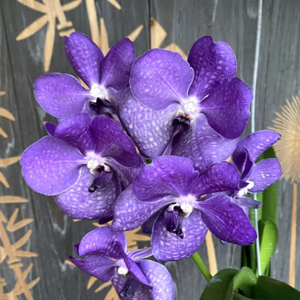 Vanda Purple no ID (Ansu #37)