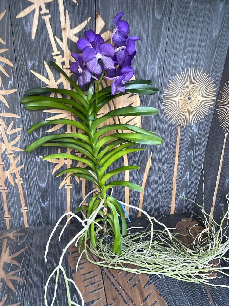 Vanda Purple no ID (Ansu #37)