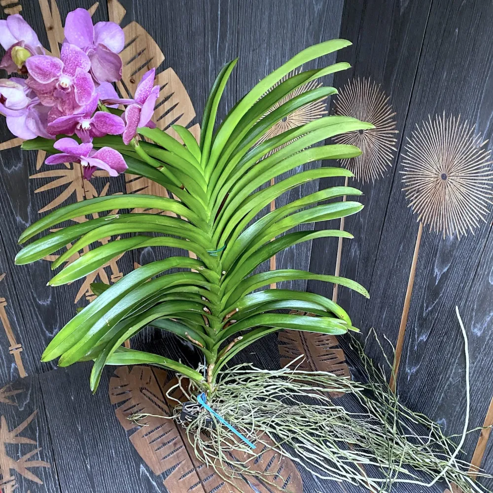 Vanda SUNANDA Leopard Coral (ANSU #41)