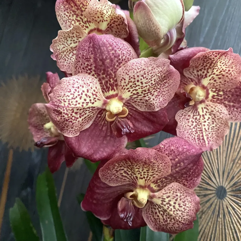 Vanda SUNANDA® Leopard Coral (Ansu) - exemplarul din poza