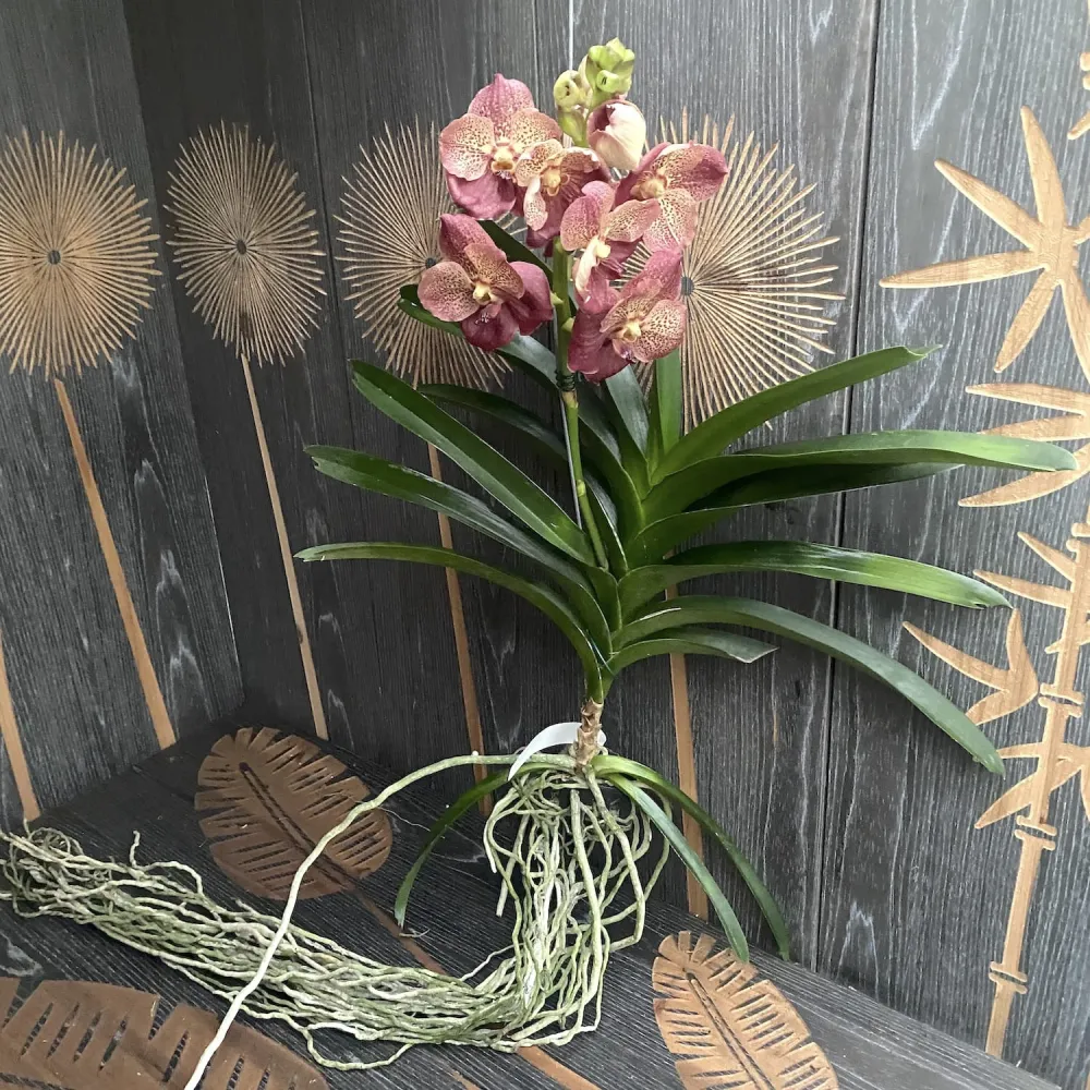 Vanda SUNANDA® Leopard Coral (Ansu) - exemplarul din poza