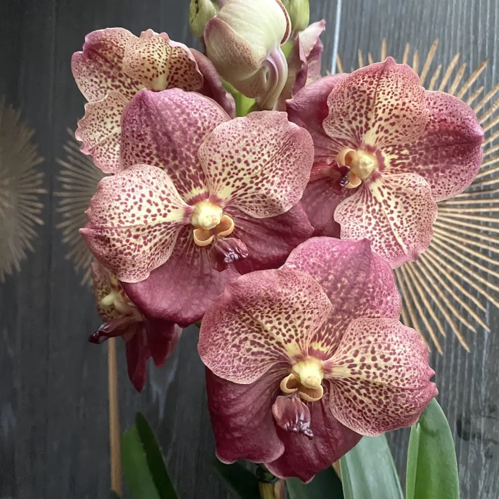 Vanda SUNANDA® Leopard Coral (Ansu) - exemplarul din poza