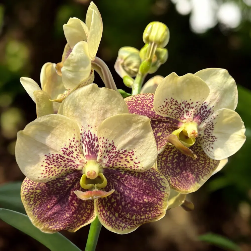 Vanda Sunanda Yellow Henna (ANSU)