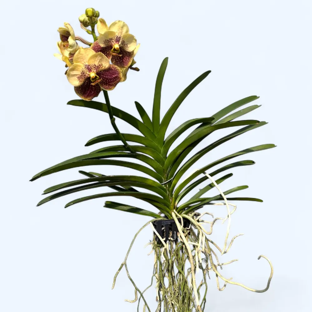 Vanda Sunanda Yellow Henna (ANSU)