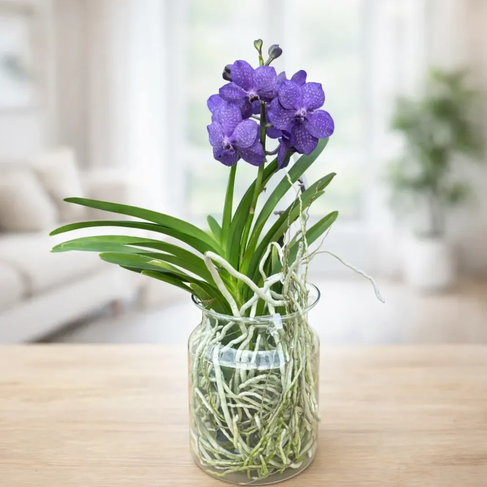 Vanda Tayanee Blue (Ansu)