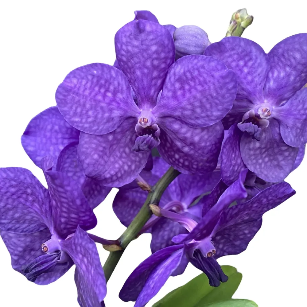 Vanda Tayanee Blue (Ansu)