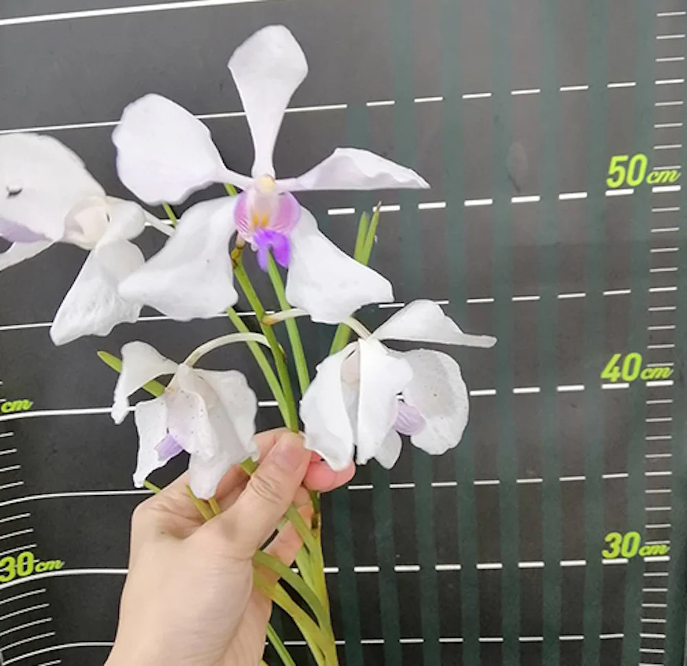 Vanda Teres x Vanda Coerulea parfumata