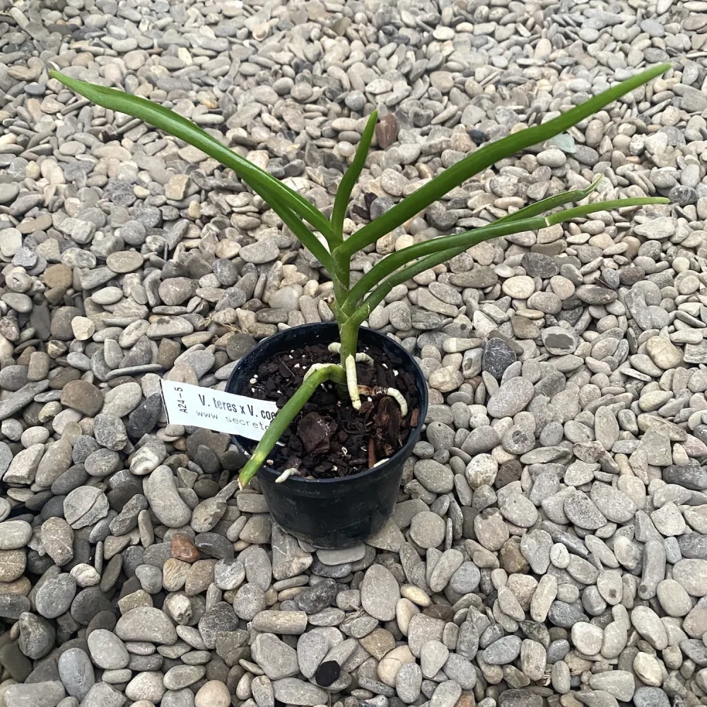 Vanda Teres x Vanda Coerulea parfumata