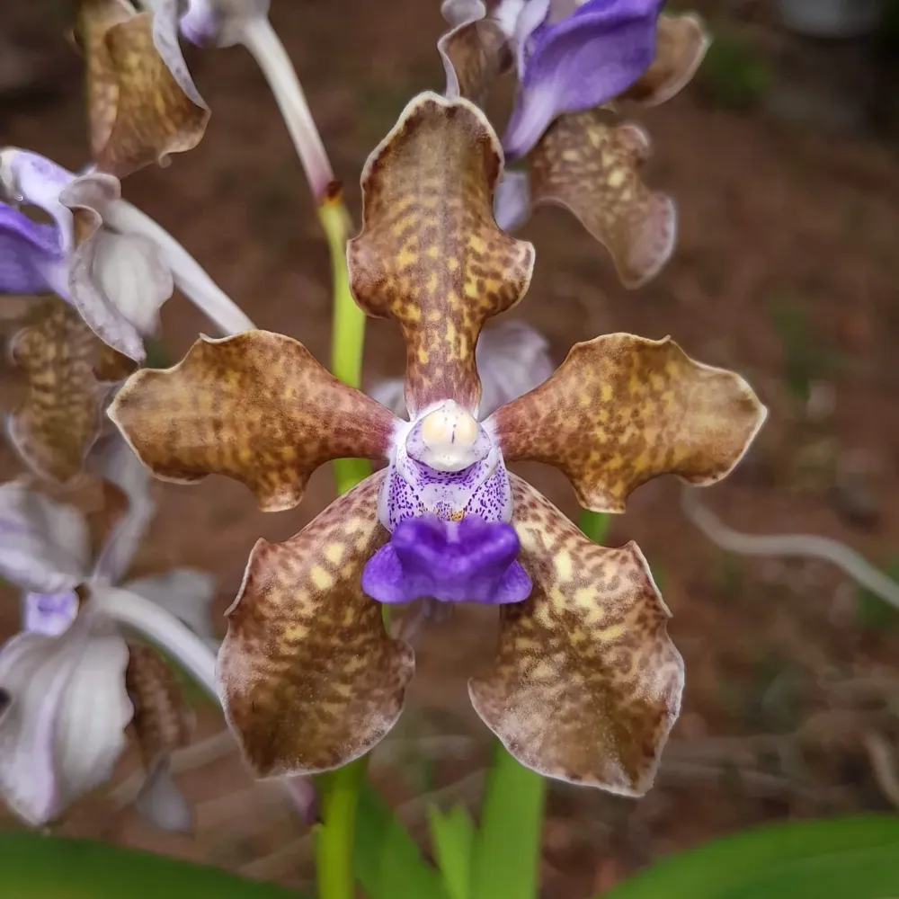 Vanda tessellata - flori parfumate