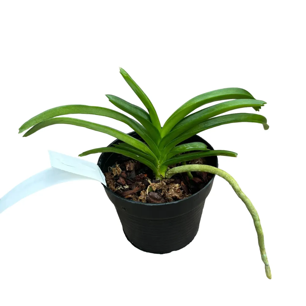 Vanda tessellata - flori parfumate