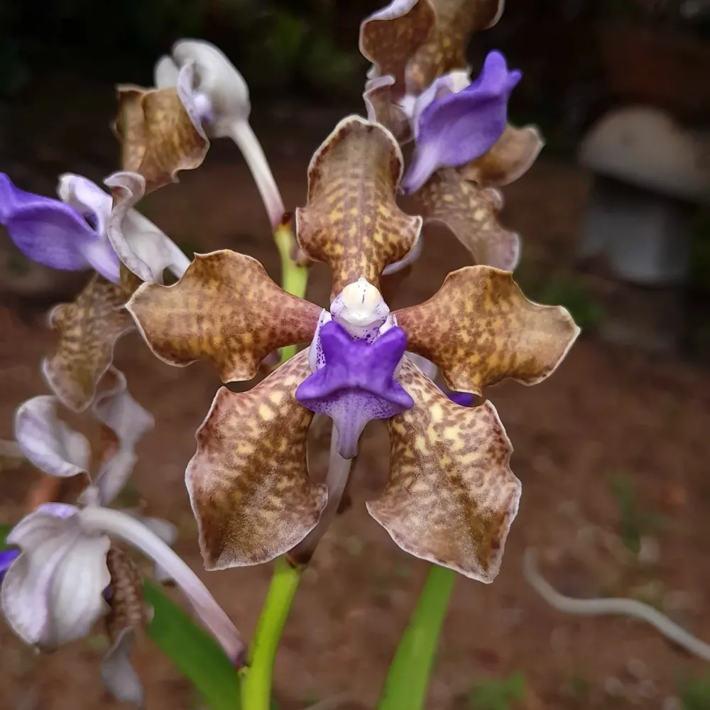 Vanda tessellata - flori parfumate