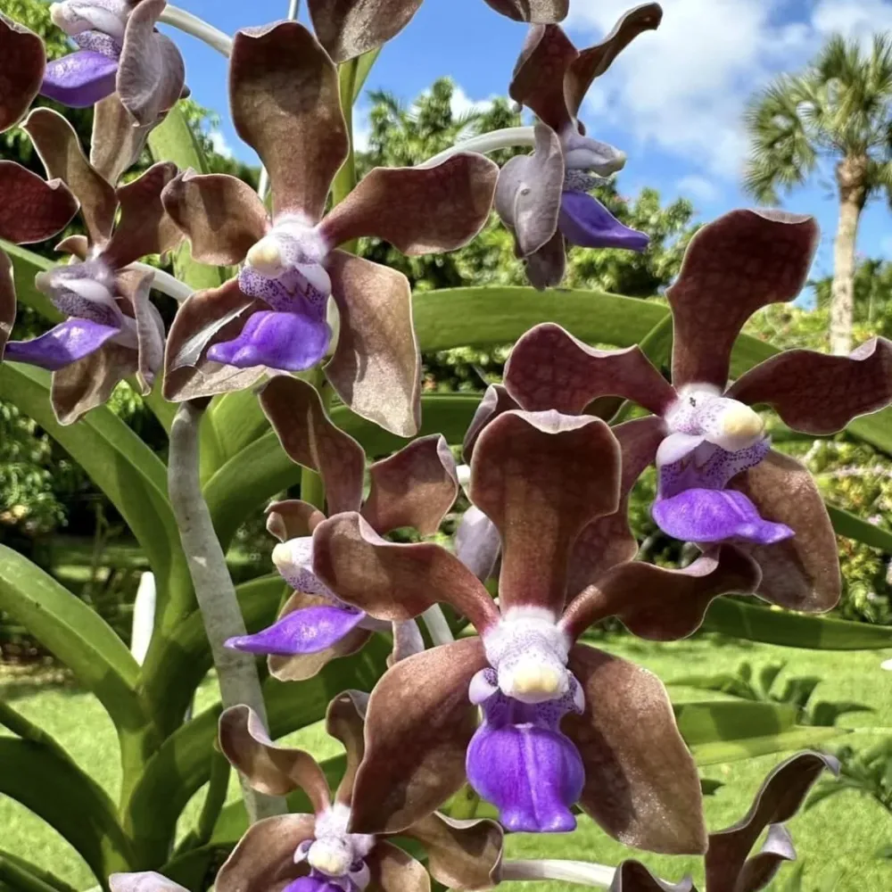 Vanda tessellata - flori parfumate