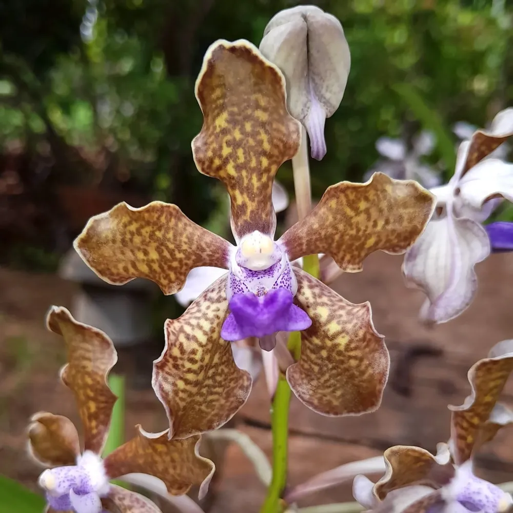 Vanda tessellata - flori parfumate