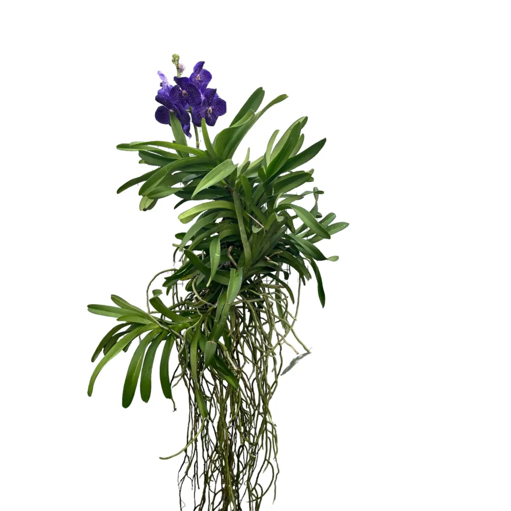 Vanda Tweed Blue XXL 7p (Ansu)