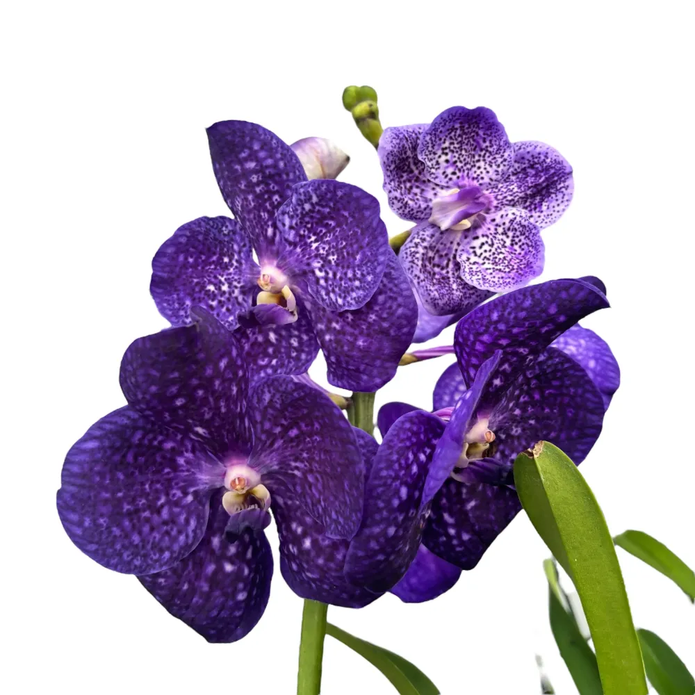 Vanda Tweed Blue XXL 7p (Ansu)