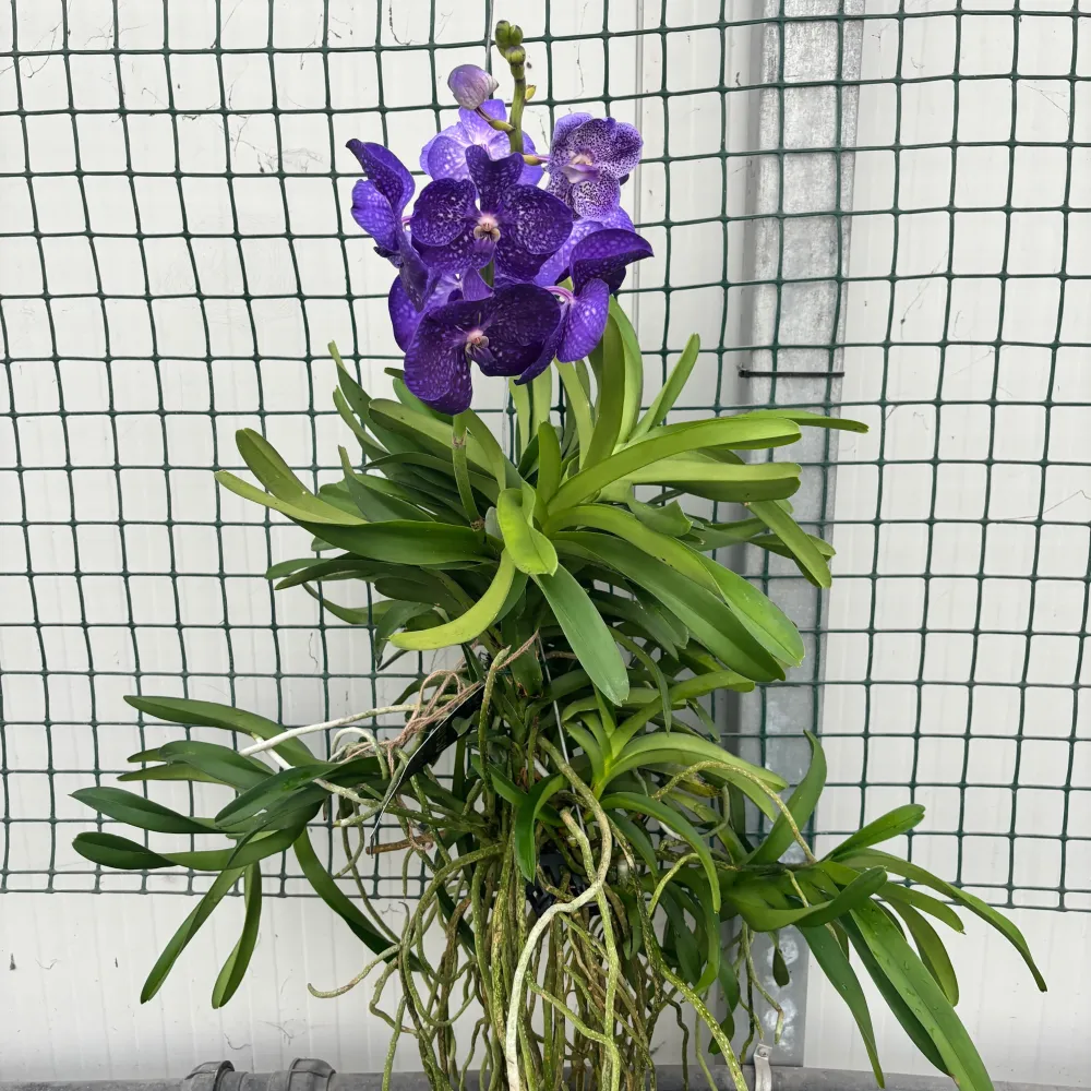 Vanda Tweed Blue XXL 7p (Ansu)
