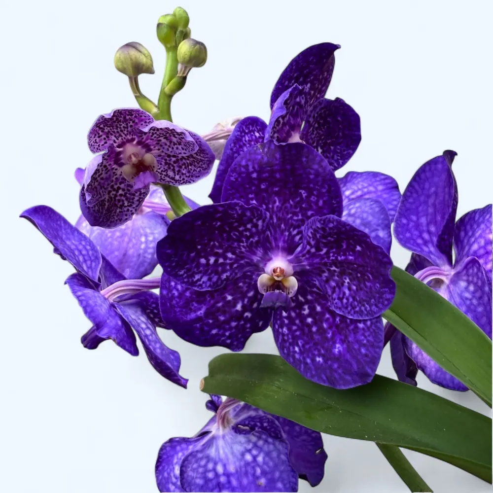 Vanda Tweed Blue XXL 5p (Ansu)