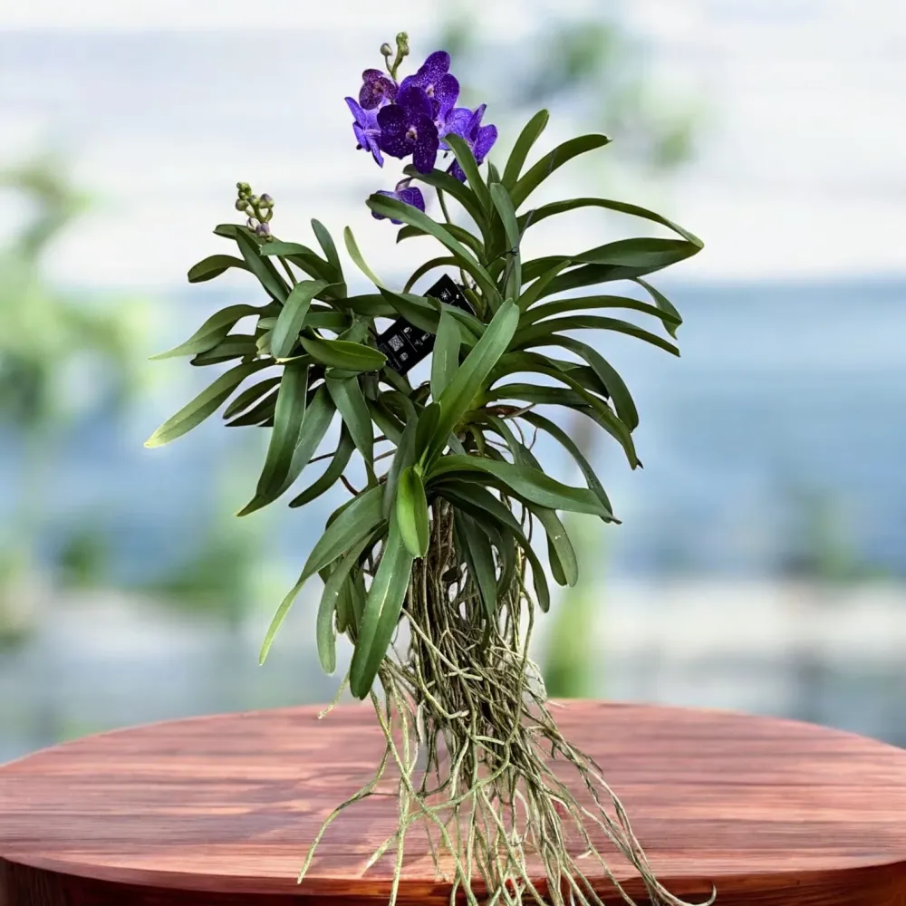 Vanda Tweed Blue XXL 5p (Ansu)