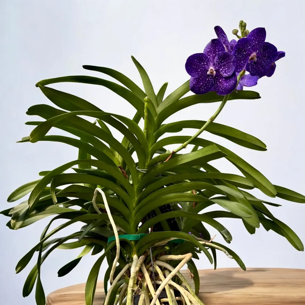 Vanda Tweed Blue XXL 5p (Ansu)