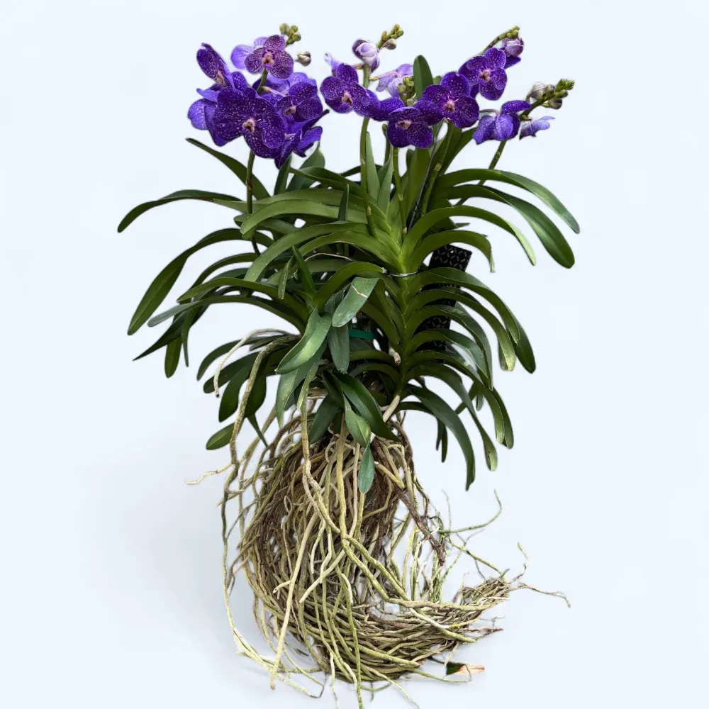 Vanda Tweed Blue XXL 4p (Ansu)
