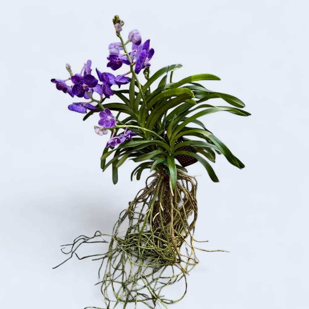 Vanda Tweed Blue XXL 3p (Ansu)