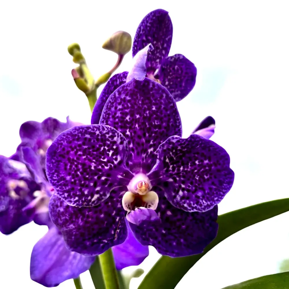 Vanda Tweed Blue XXL (Ansu) - TWEED10