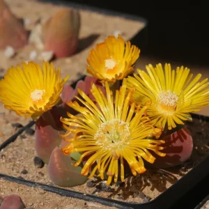 Vanheerdea Divergens