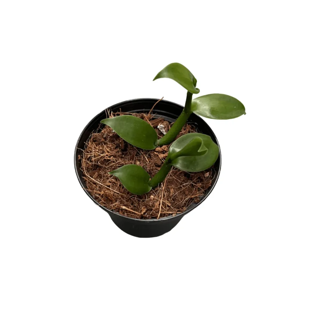 Vanilla Planifolia - Orhideea de vanilie, D8