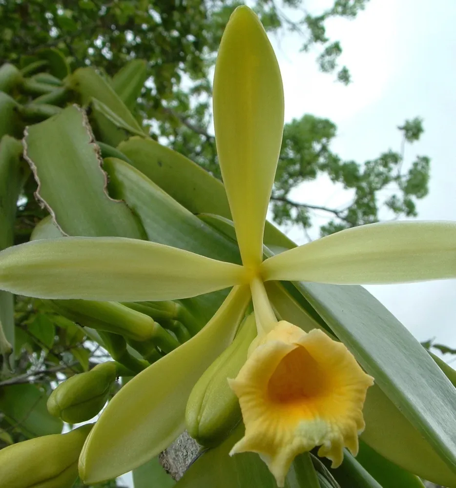Vanilla Planifolia - Orhideea de vanilie, D8