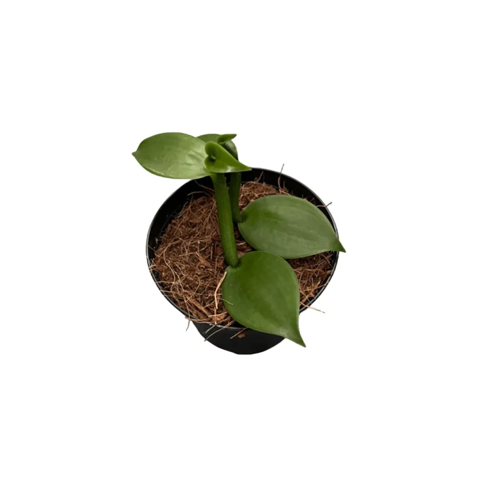 Vanilla Planifolia - Orhideea de vanilie, D8