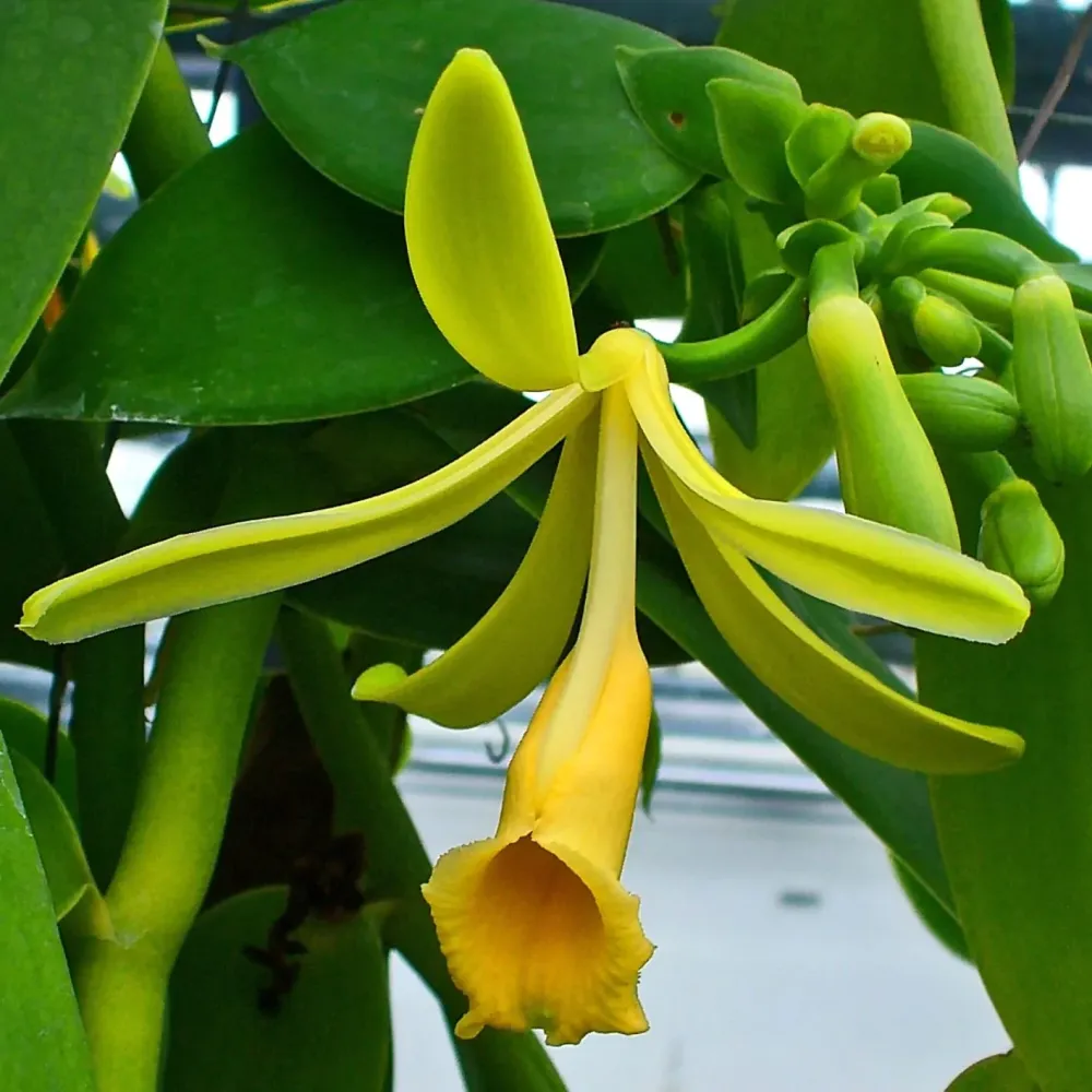 Vanilla Planifolia - Orhideea de vanilie, D8