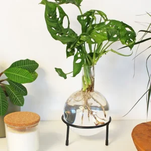 Vaza Hydro Flora
