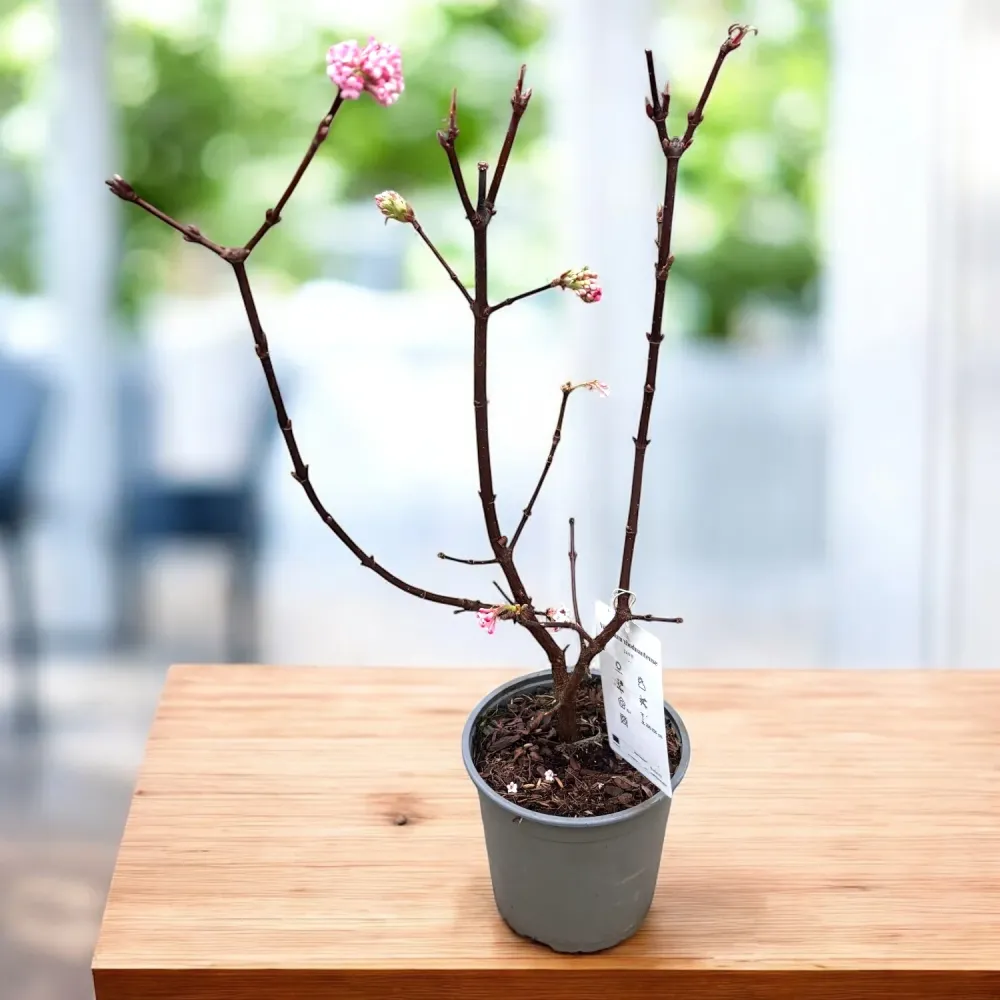 Viburnum x bodnantense ‘Dawn’ – arbust ornamental cu inflorire parfumata plina iarna