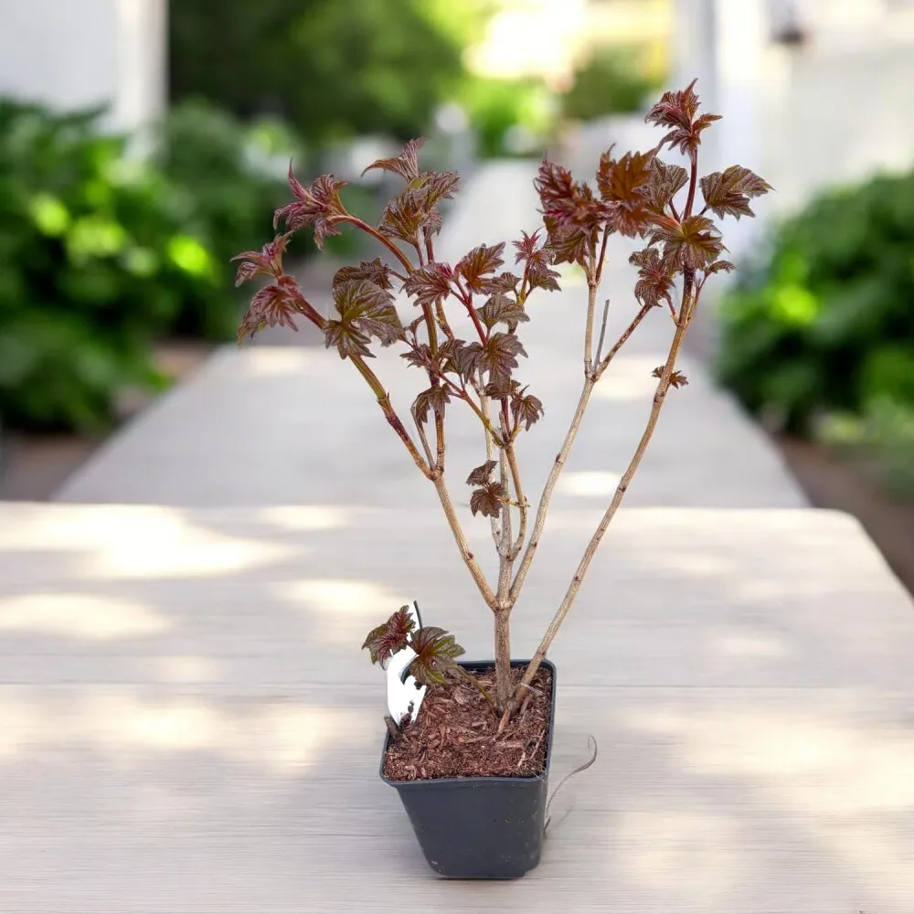 Viburnum opulus ‘Roseum’ (bulgaras de zapada, Calin) D9