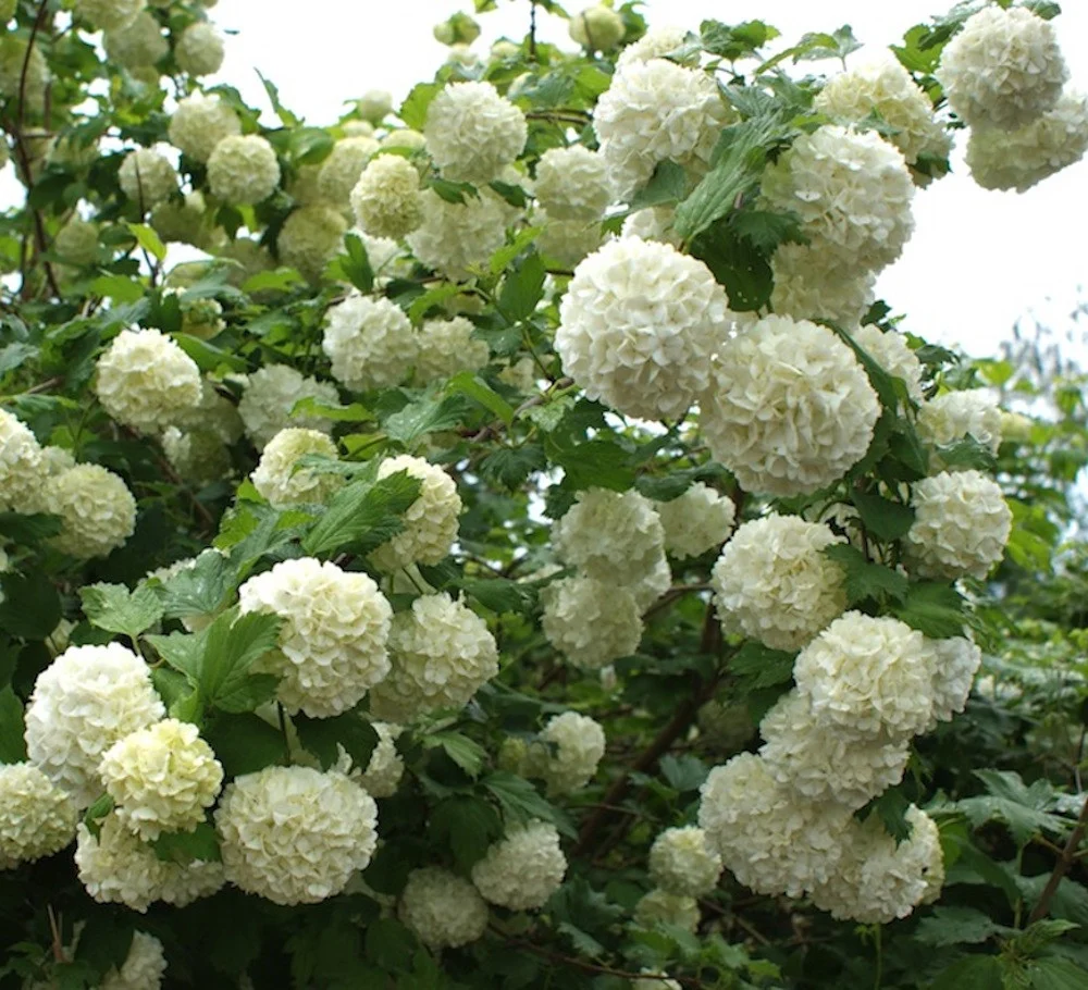 Viburnum opulus ‘Roseum’ (bulgaras de zapada, Calin) D9