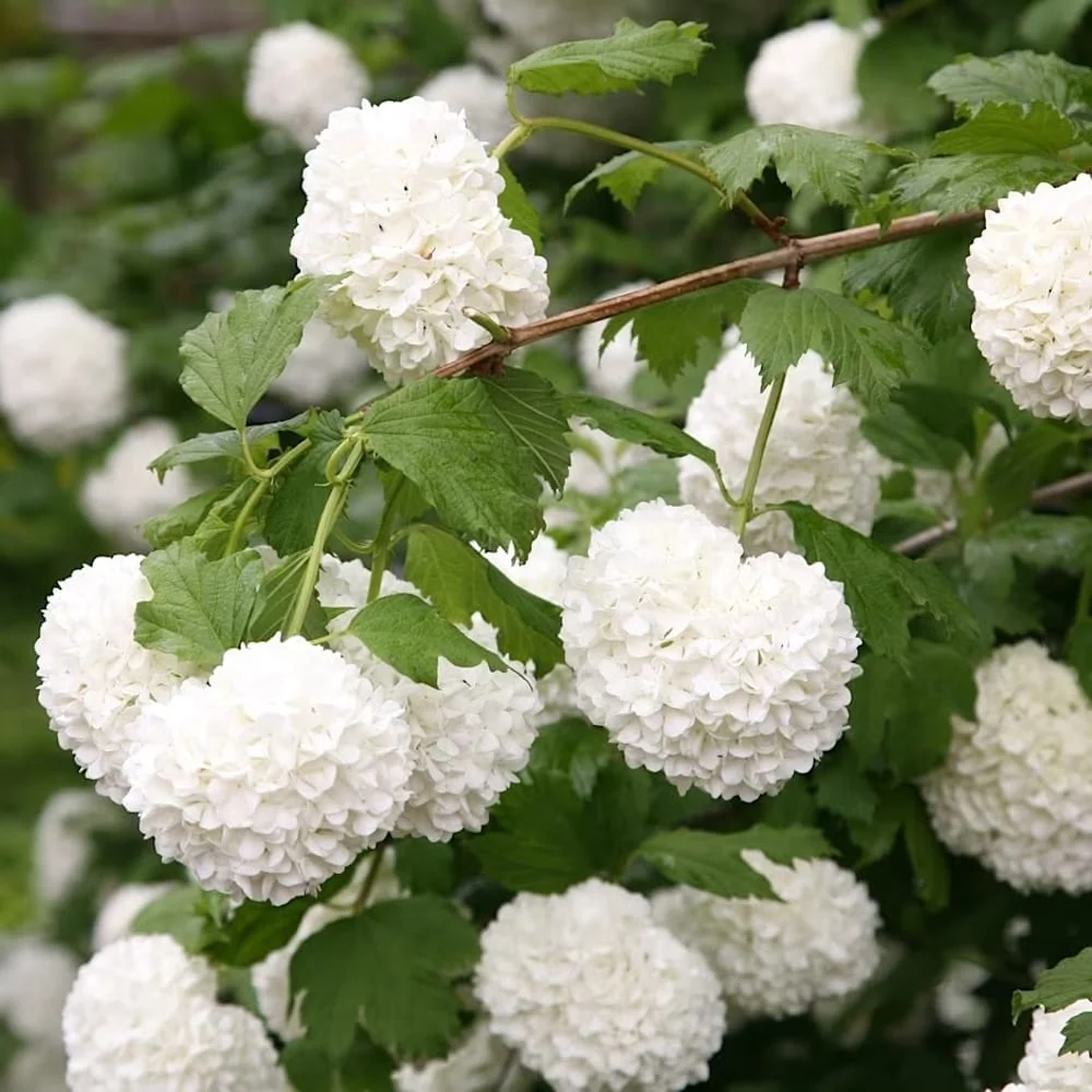 Viburnum opulus Roseum (bulgaras de zapada, Calin)