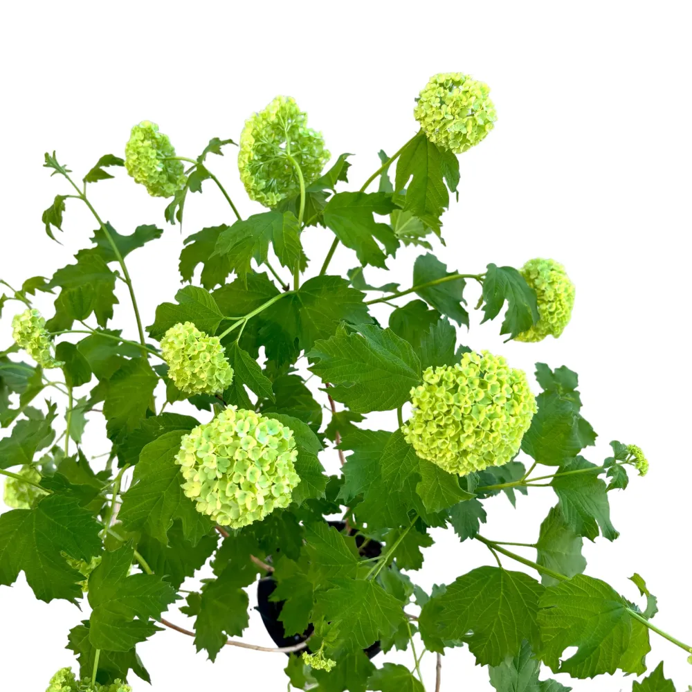 Viburnum opulus Roseum (bulgaras de zapada, Calin)