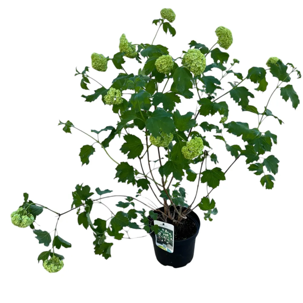 Viburnum opulus Roseum (bulgaras de zapada, Calin)