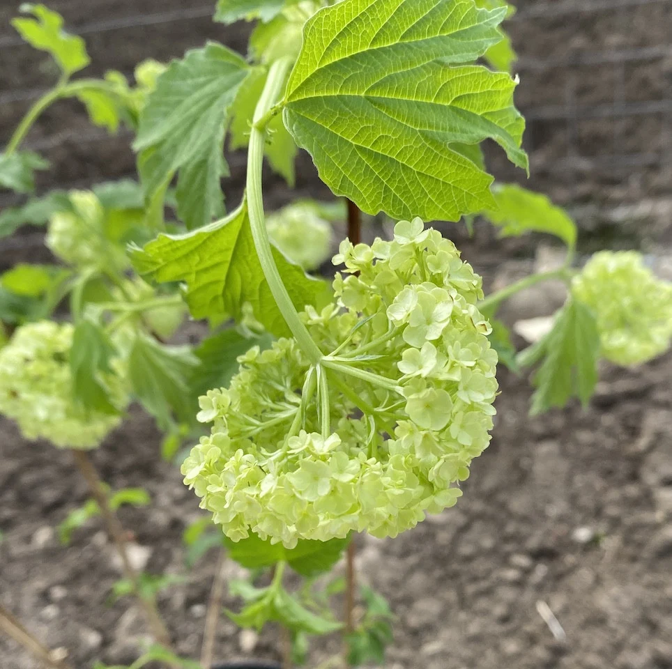 Viburnum opulus Roseum (bulgaras de zapada, Calin)