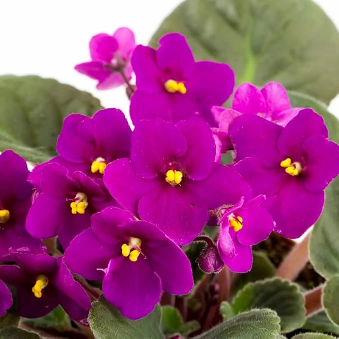 Violete africane - Saintpaulia Inova Spectra Fire